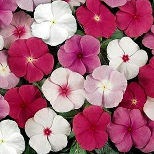 LGKO Miixed Vinca S-e-e-d-s Mixed Periwinkle S-e-e-d-s Heirloom Fl?wer S-e-e-d-s. 50ct LGKO Miixed Vinca S-e-e-d-s Mixed Periwinkle S-e-e-d-s Heirloom Fl?wer S-e-e-d-s. 50ct