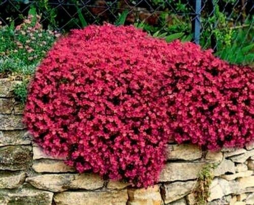 LGKO Rock Cress S-e-e-d-s Cascading Red - Heirloom Groundcóver S-e-e-d-s Perennial 50ct Pack