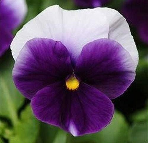 LGKO Pansy S-e-e-d-s Beaconsfield Viola S-e-e-d-s- Swiss Giant Pansies Heirloom S-e-e-d-s 50ct