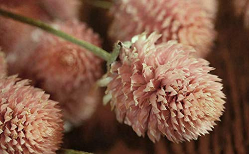 LGKO Globe Amaranth S-e-e-d-s Salmon Heirloom Fl?wer S-e-e-d-s Very Unusual Flówers 50ct