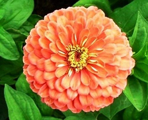 LGKO Zinnia- Elegans - Salmon- 100 S-e-e-d-s LGKO Zinnia- Elegans - Salmon- 100 S-e-e-d-s