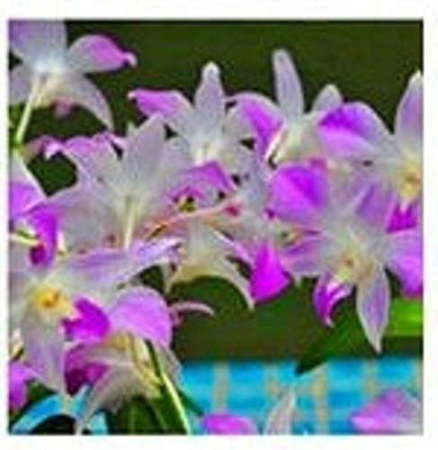 LGKO Purple  and  White Phalaenopsis Butterfly Orchid S-e-e-d-s 100 S-e-e-d-s