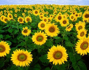 LGKO Sunflower S-e-e-d-s Skyscraper Heirloom Sunfl?wer S-e-e-d-s Tallest Sunfl?wers 50ct
