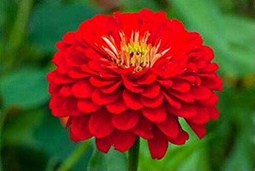 LGKO Red Zinnia S-e-e-d-s Scarlet Flame Heirloom Zinnia S-e-e-d-s Flowér S-e-e-d 75ct