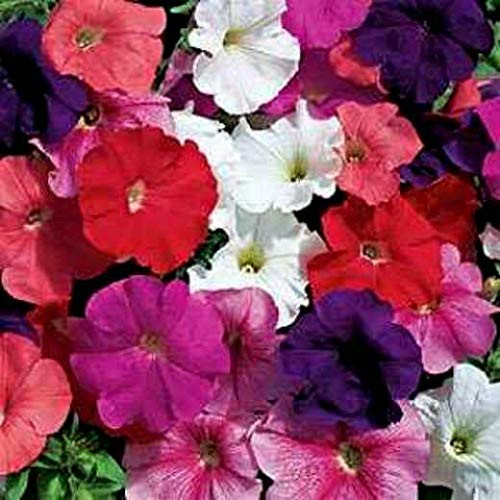 LGKO Petunia S-e-e-d-s Farm Mix Mixed Petunia S-e-e-d-s for Hanging Baskets 75ct