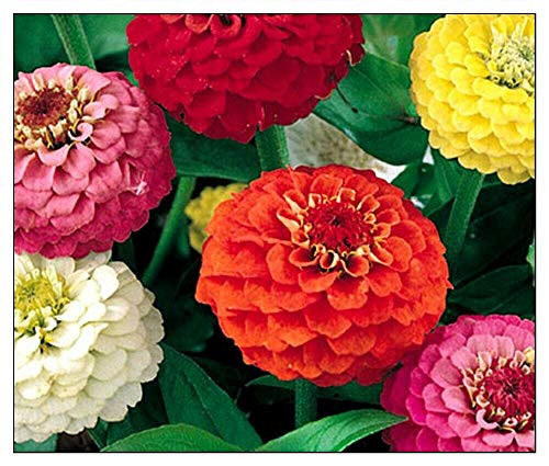 LGKO Zinnia 100S-e-e-d-s Lilliput Mixture