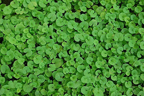 LGKO Kidney Weed S-e-e-d-s Ground Cover S-e-e-d-s Dichondra Heirloom S-e-e-d-s 100ct LGKO Kidney Weed S-e-e-d-s Ground Cover S-e-e-d-s Dichondra Heirloom S-e-e-d-s 100ct
