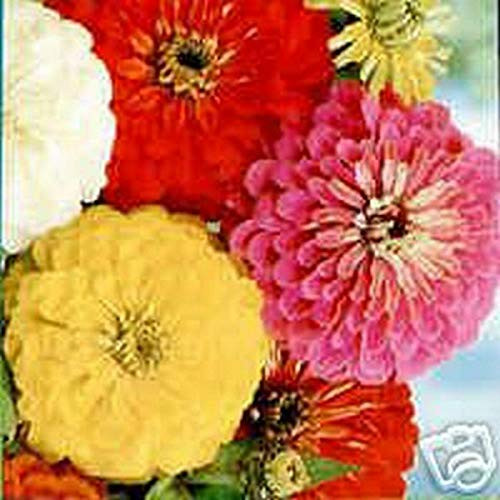 LGKO Zinnia- California Giants Mix - 100 S-e-e-d-s