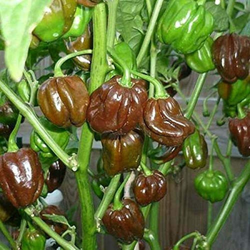 PAPCOOL Pepper S??ds - 25 plus Fr?sh Heirl?om Caribbean Chocolate Habanero H?t Pepper S??ds R 054