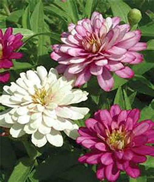 LGKO Equisite Zinnia 50 plus S-e-e-d-s LGKO Equisite Zinnia 50 plus S-e-e-d-s