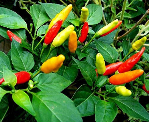 LGKO Tabasco Pepper S-e-e-d-s Heirloom Pepper S-e-e-d-s Hot Pepper S-e-e-d-s Non-GMO 25ct