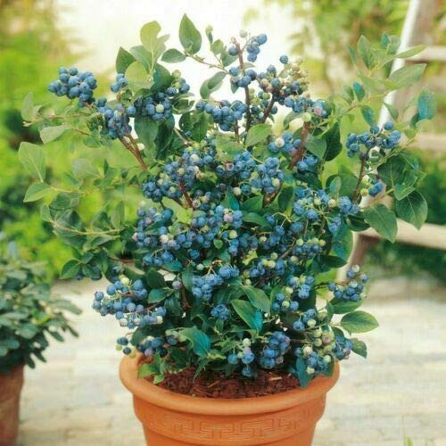 LGKO 100 Top Hat Dwarf Lowbush Blueberry Plánt S-e-e-d-s
