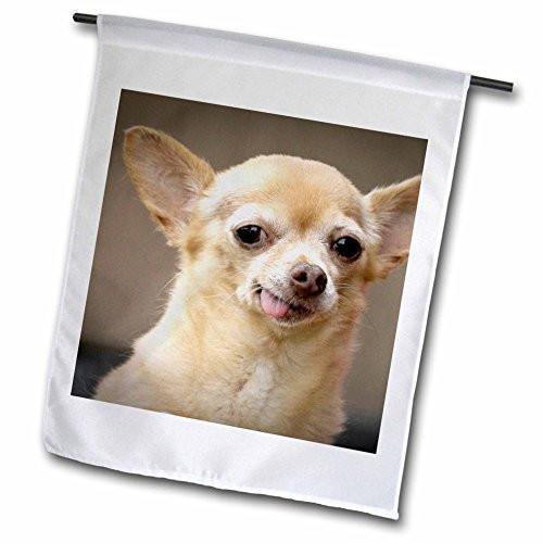 3dRose fl_92682_1 Toothless Chihuahua Dog, Santa Fe, New Mexico-Us32 Jmr0502-Julien Mcroberts Garden Flag, 12 by 18-Inch 3dRose fl_92682_1 Toothless Chihuahua Dog, Santa Fe, New Mexico-Us32 Jmr0502-Julien Mcroberts Garden Flag, 12 by 18-Inch