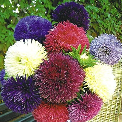 Aster Fl.o.w.er 150 S.e.e.ds Fiction Chinesis