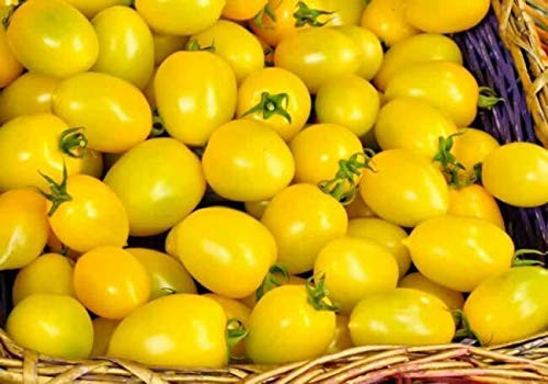 Tomato 50 S.e.e.ds Golden Strem Heirloom S.e.e.ds