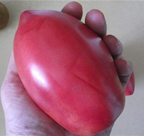 Tomato S.e.e.ds Pink Flamingo S.e.e.ds - 40 S.e.e.ds