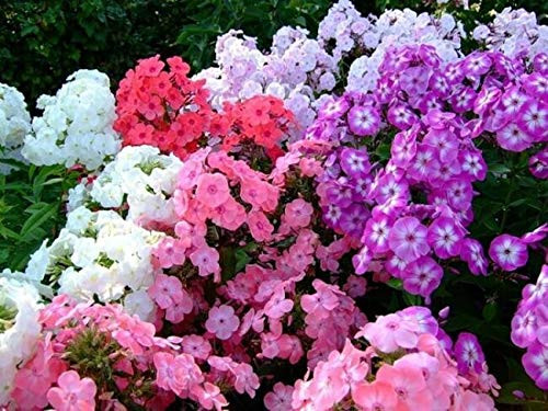 Phlox Low Fl.o.w.er 150 S.e.e.ds
