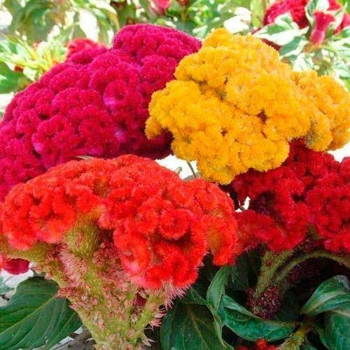 Celosia Fl.o.w.er S.e.e.ds Crest Fl.o.w.ers 0.2 G