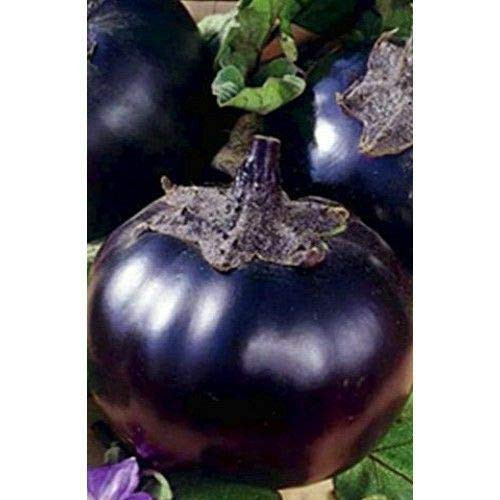 Egg 60 S.e.e.ds Gelios Heirloom S.e.e.ds