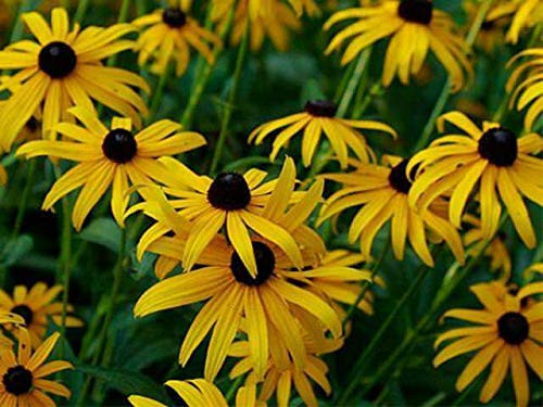 Rudbeckia Hirta Autumn Colors Fl.o.w.er 50 S.e.e.ds