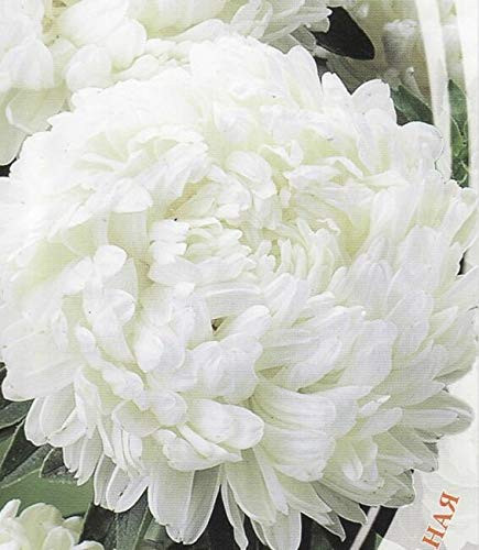 Aster Fl.o.w.er 150 S.e.e.ds Peony Nymph Annuals