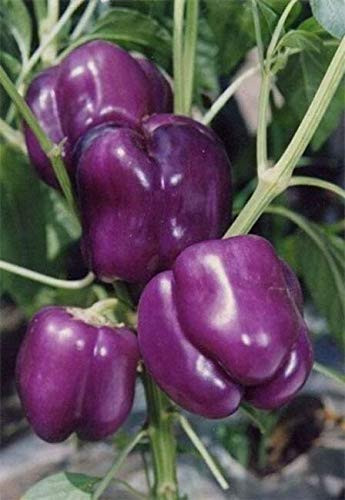 Pepper 30 S.e.e.ds Ode Heirloom S.e.e.ds