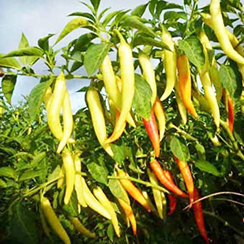 Sweet Pepper 50 S.e.e.ds Yellow Horn S.e.e.ds Average - 40 S.e.e.ds
