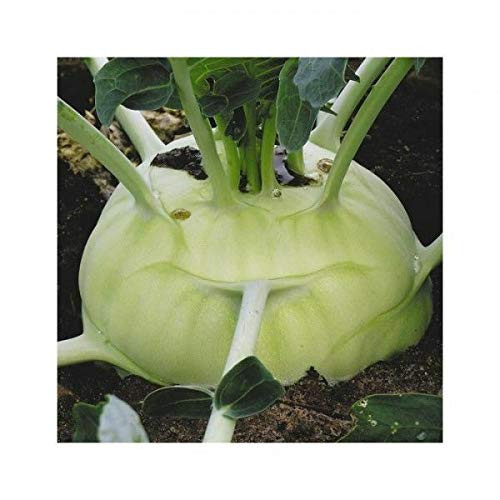 Cabbage 250 S.e.e.ds Kohlrabi Giant Heirloom S.e.e.ds