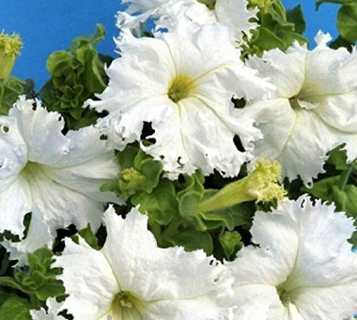 Fl.o.w.er 10 S.e.e.ds Petunia The Snow Queen