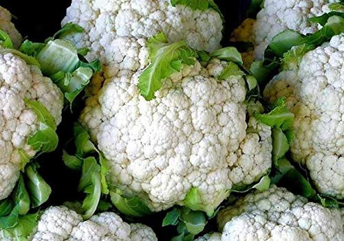 Cabbage 100 S.e.e.ds CauliFl.o.w.er Erfurt Heirloom S.e.e.ds Largest