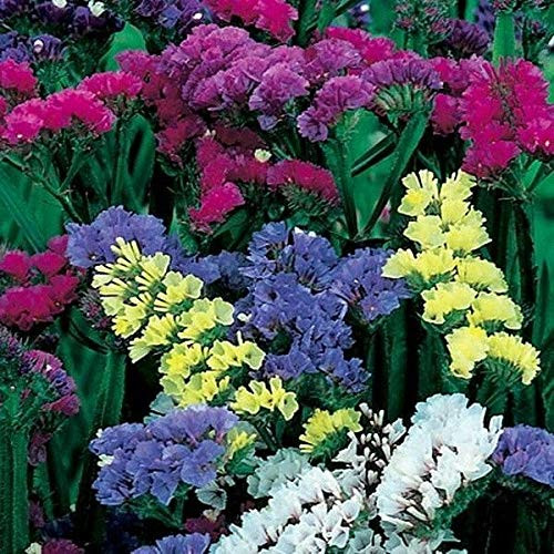 Limonium Sinuatum Kermek Fl.o.w.er 70 S.e.e.ds