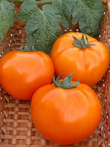 Tomato S.e.e.ds Orange Heirloom 50 S.e.e.ds