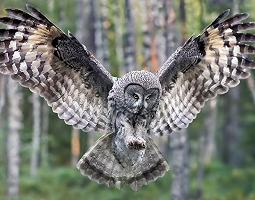 Owl-Bird 11 x 14-11x14 GLOSSY Photo Picture Owl-Bird 11 x 14-11x14 GLOSSY Photo Picture