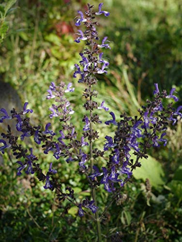 RubyShop724 Blue Salvia forsskaoliiIndigo Woodland Sage 30S-e-e-ds