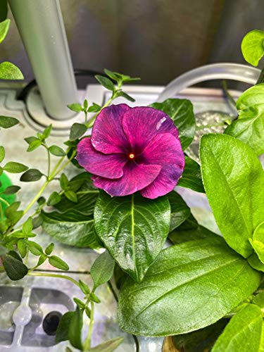 Vinca S-e-e-ds Tattoo Black Cherry 25 S-e-e-ds