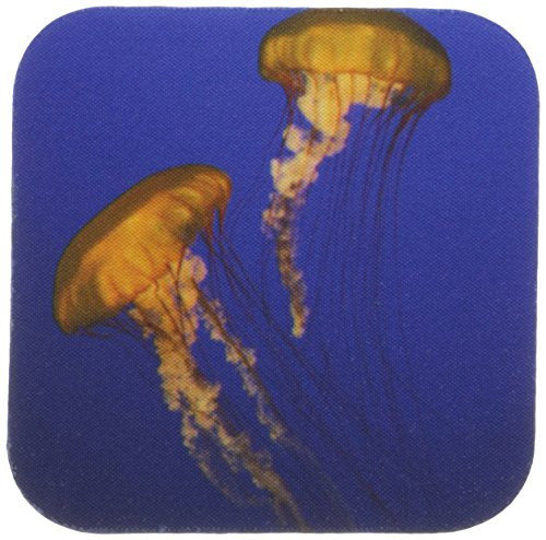 3dRose CST-88177-1 California Sea nettles at Monterey Bay Aquarium - US05 BJA0126 - Jaynes Gallery - Soft Coasters Set of 4