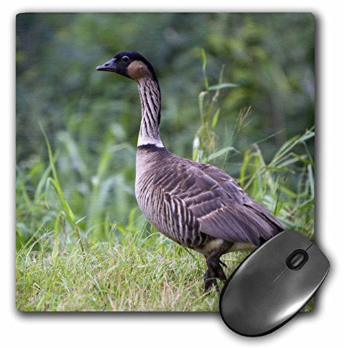 3dRose Nene Hawaiian Goose, bird, Kauai, Hawaii, USA - US12 DFR0128 - Mouse Pad, 8 by 8 inches (mp_143904_1) 3dRose Nene Hawaiian Goose, bird, Kauai, Hawaii, USA - US12 DFR0128 - Mouse Pad, 8 by 8 inches (mp_143904_1)