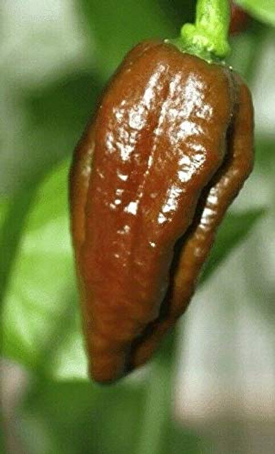 LGKO Chocolate Habalokia Pepper S-e-ed-s