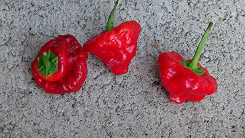 LGKO Red Scotch Bonnet Pepper S-e-ed-s