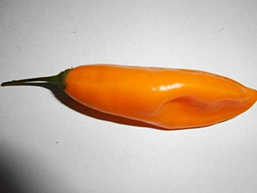 LGKO Ají Cito Pepper S-e-ed-s