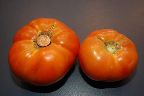 LGKO Marglobe Supreme Tomato S-e-e-d~s