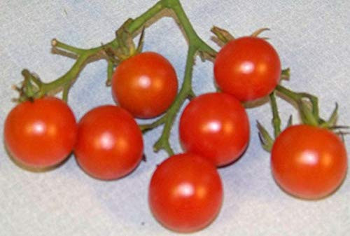 LGKO Red Cherry Tomato S-e-e-d~s LGKO Red Cherry Tomato S-e-e-d~s