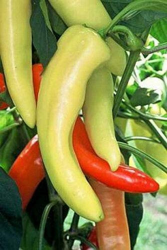 LGKO Hungarian Hot Wax Pepper S-e-ed-s
