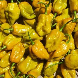 LGKO Bhutlah Mustard Pepper S-e-ed-s