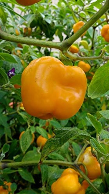 LGKO Manzano Pepper S-e-ed-s LGKO Manzano Pepper S-e-ed-s