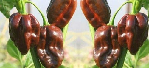LGKO Chocolate Habanero Pepper S-e-ed-s LGKO Chocolate Habanero Pepper S-e-ed-s