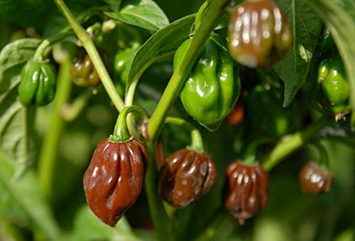 LGKO Caribbean Chocolate Habanero Pepper S-e-ed-s LGKO Caribbean Chocolate Habanero Pepper S-e-ed-s