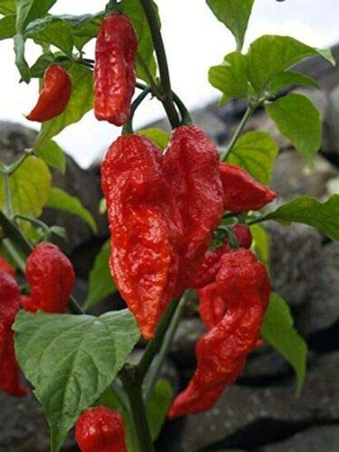 LGKO Bhut Jolokia Ghost Chili Pepper S-e-ed-s LGKO Bhut Jolokia Ghost Chili Pepper S-e-ed-s
