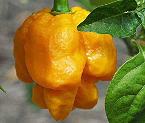 LGKO Trinidad Scorpion Yellow 'Cardi' Pepper S-e-ed-s