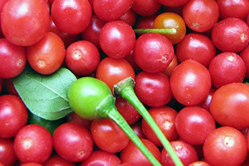 LGKO Chillepin-Tepin Pepper S-e-ed-s